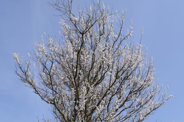 Spring flowering trees. Pollination of flowers of apricot. Blooming wild apricot in the garden