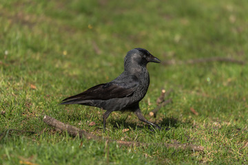 młody czarny ptak kawka spaceruje po trawie