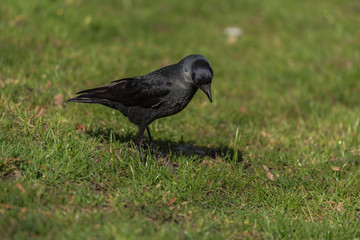 młody czarny ptak kawka spaceruje po trawie - 200157955