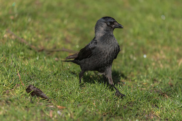 młody czarny ptak kawka spaceruje po trawie - 200157978