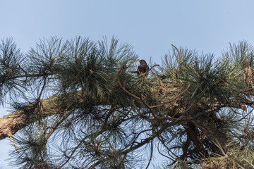 single blackbird on the tree, pojedynczy ptak kos na konarze drzew iglastego - 200157997