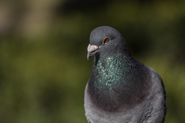 single, city ​​pigeon, gray blurred background, portrait of a pigeon bird, gołąb, pojedynczy ptak, rozmyte tło szare i zielone - 200158102