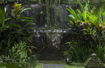 An old temple wall overgrown with a loach in the Asian jungle