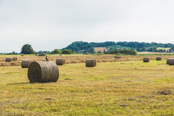 A mowing wheat field, large round bales of hay, a forest at a distance.