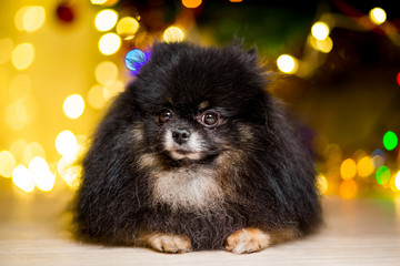 Dog of the Pomeranian spitz near the New Year tree with garlands