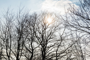 Fototapeta na wymiar Trees silhouette in backlight bäume silhouette im gegenlicht