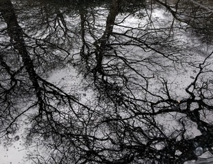 Reflections of rain and trees