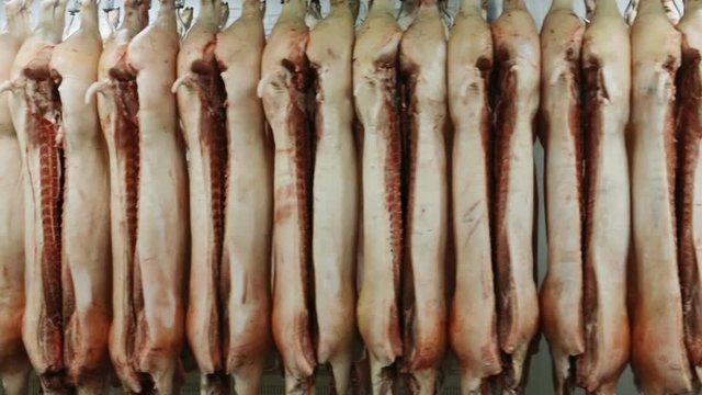 many chopped fresh raw pork meat hanging arrange and processing deposit in refrigerator in a meat factory slaughtering kill animals for food killed swine butchery butchered pigs beheaded livestock