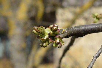 Young buds of a cherry on a branch. Blossoming cherry buds