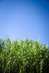 Sunset over sugar cane field and blue sky