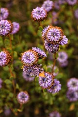 Globularia cordifolia flowers in the mountain