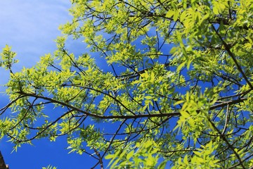 Green leaves and blue sky