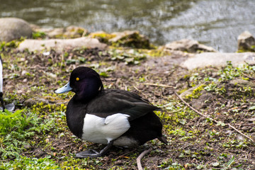 tufted duck siting in the green close to a pond