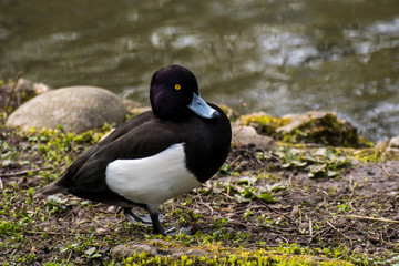 tufted duck siting in the green close to a pond