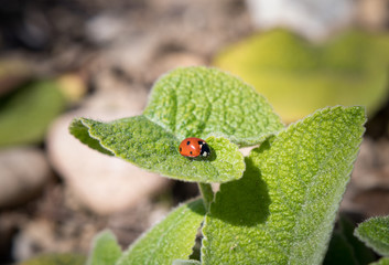 ladybug sitting on a green leaf