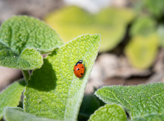 ladybug sitting on a green leaf