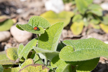 ladybug sitting on a green leaf