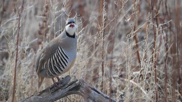 A Chukar Calling for Its Mate