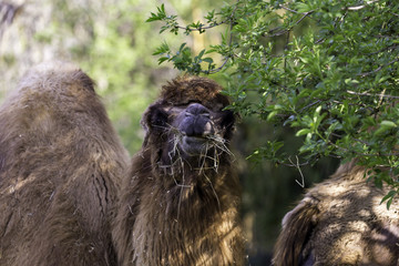 Camelus bactrianus