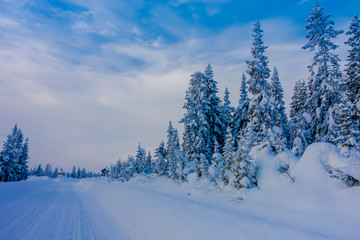 Beautiful outdoor view of road partial covered with heavy snow, and pine trees in the forest