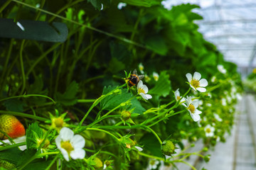 Bio farming in the Netherlands, Dutch glass greenhouse with strawberry plants growing in raised beds