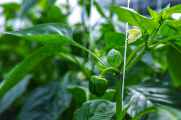 Flowers of sweet green bell peppers, paprika, growing in glass greenhouse, bio farming in the Netherlands
