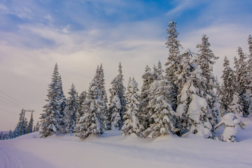 Outdoor view of road partial covered with snow, and pine trees in the forest
