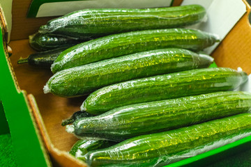 Packing of big ripe long green cucumbers for transportation, bio farming in the Netherlands