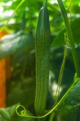 Big ripe long green cucumbers, growing in glass greenhouse, bio farming in the Netherlands