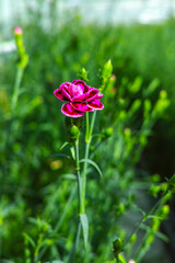 Сultivation of Dianthus caryophyllus, the carnation flowering plants in greenhouse