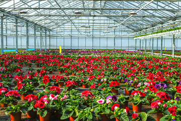 Gloxinia flowering colorful houseplants cultivated as decorative or ornamental flower, growing in greenhouse