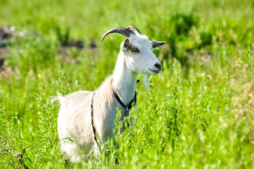 White goat in the bright green grass.