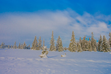 Beautiful outdoor view with trees covered with snow in the forest, during winter in Bagnsasen...