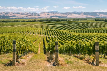 Foto op Plexiglas glooiende heuvels met wijngaarden in de regio Marlborough, Zuidereiland, Nieuw-Zeeland © Patrik Stedrak