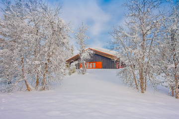 Gorgeous outdoor view of pine trees covered with snow and ice during winter
