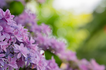 Obraz premium flower