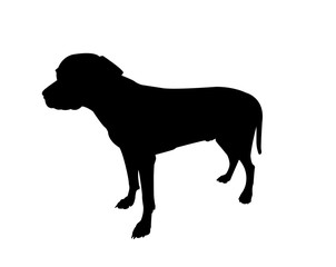 Rhodesian ridgeback (Rüde) - Silhouette
