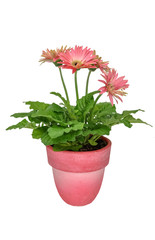 Gerbera flowers (Gerbera jamesonii) pink in a pink pot isolated on white 
