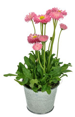 Daisy flower pink white single (Bellis perennis) isolated on white