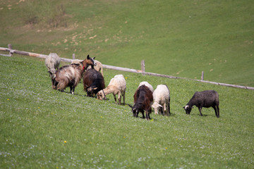 Goats and sheep graze on the mountain pasture. Animals