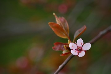 Obraz premium Close up image of delicate spring pink blossom of cherry tree (prunus) on little branch, bloming, leaves, warm colors, blurry background, bokeh, copy space 