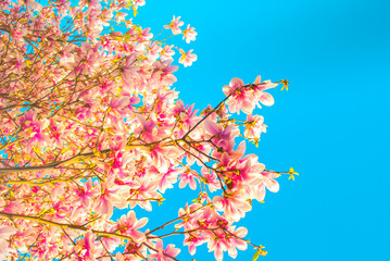 Obraz na płótnie Canvas Blue sky with magnolia blossom