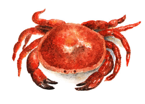 Crab. Watercolor illustration painted on white background.
Crab, seafood. Illustration drawn with watercolors.
