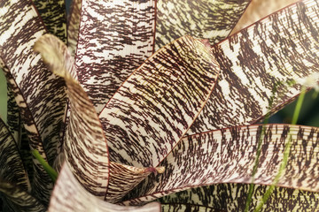 Rosette of variegated yucca. Tropical decorativ plant foliage, Macro photo of leaf, natural pattern, exotic botanical background