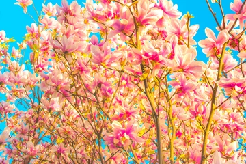 Photo sur Plexiglas Magnolia Blue sky with magnolia blossom