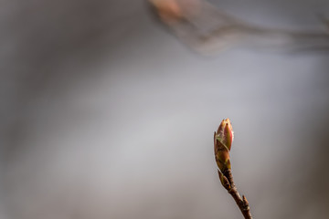 Macro photo of a blooming bud in sunshine