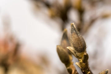 Macro photo of a cherry flower bud in sunshine