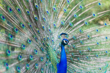 Obraz premium Peacock.Male Peacock Side View with Full Plumage.Side view.Profile