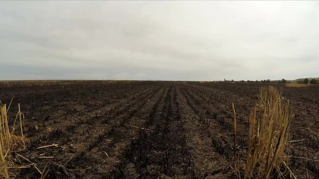 the camera moves over the field where the harvest was harvested. Slow motion.