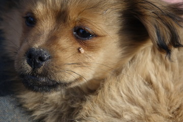 Help clean ticks from dogs.